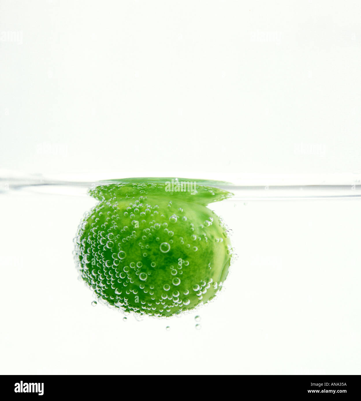 a pea floating on hydrogen peroxide solution generating oxygen bubbles Stock Photo
