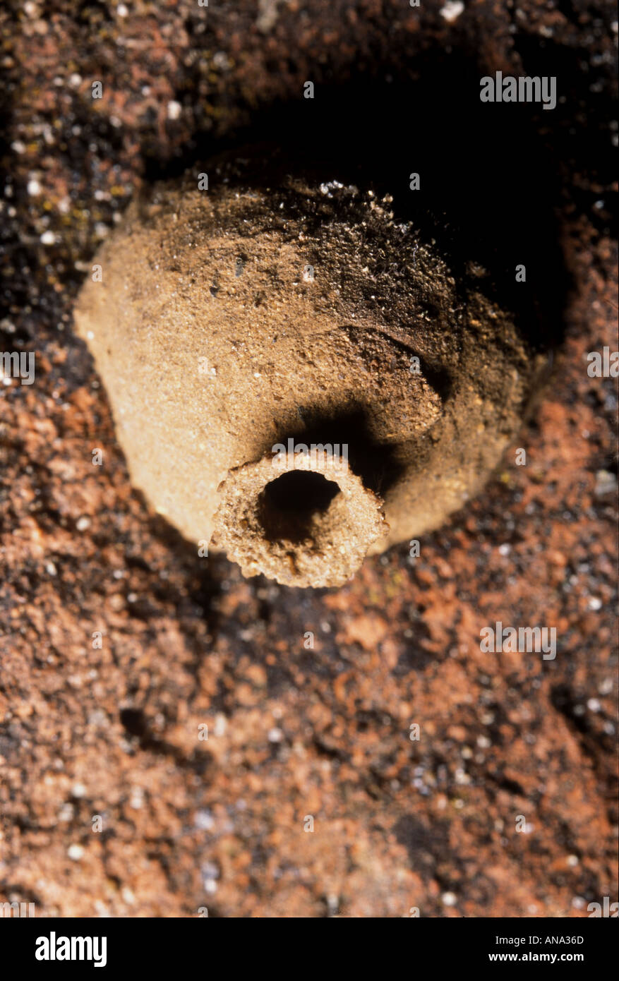 nest of Potter Wasp Vespidae Eumeninae also known as the mason wasp Stock Photo