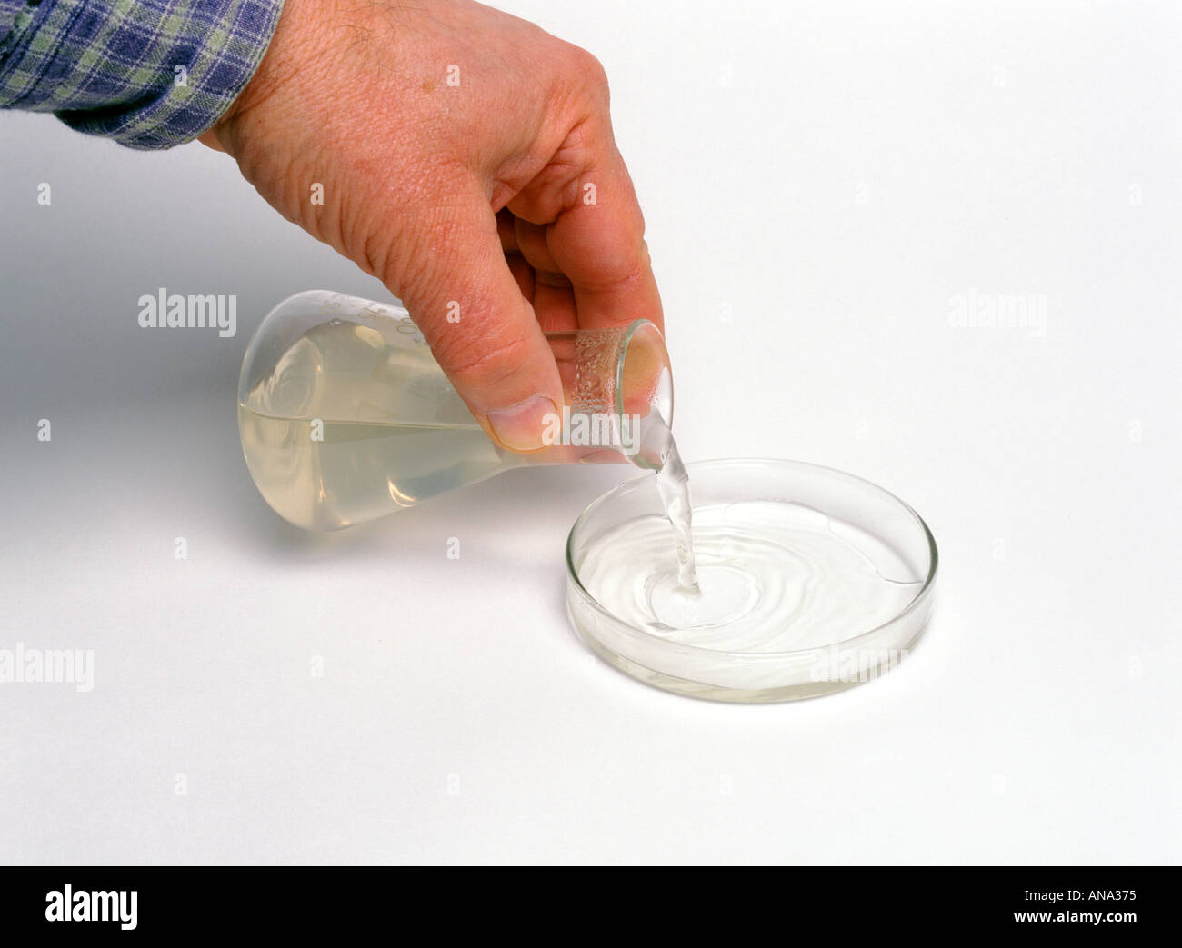 preparing a sterile starch agar plate Stock Photo Alamy