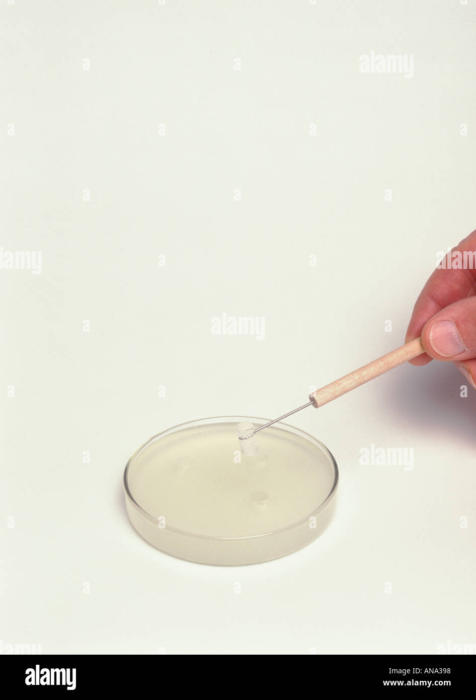 a plug is removed from sterile starch agar plate after cutting with a