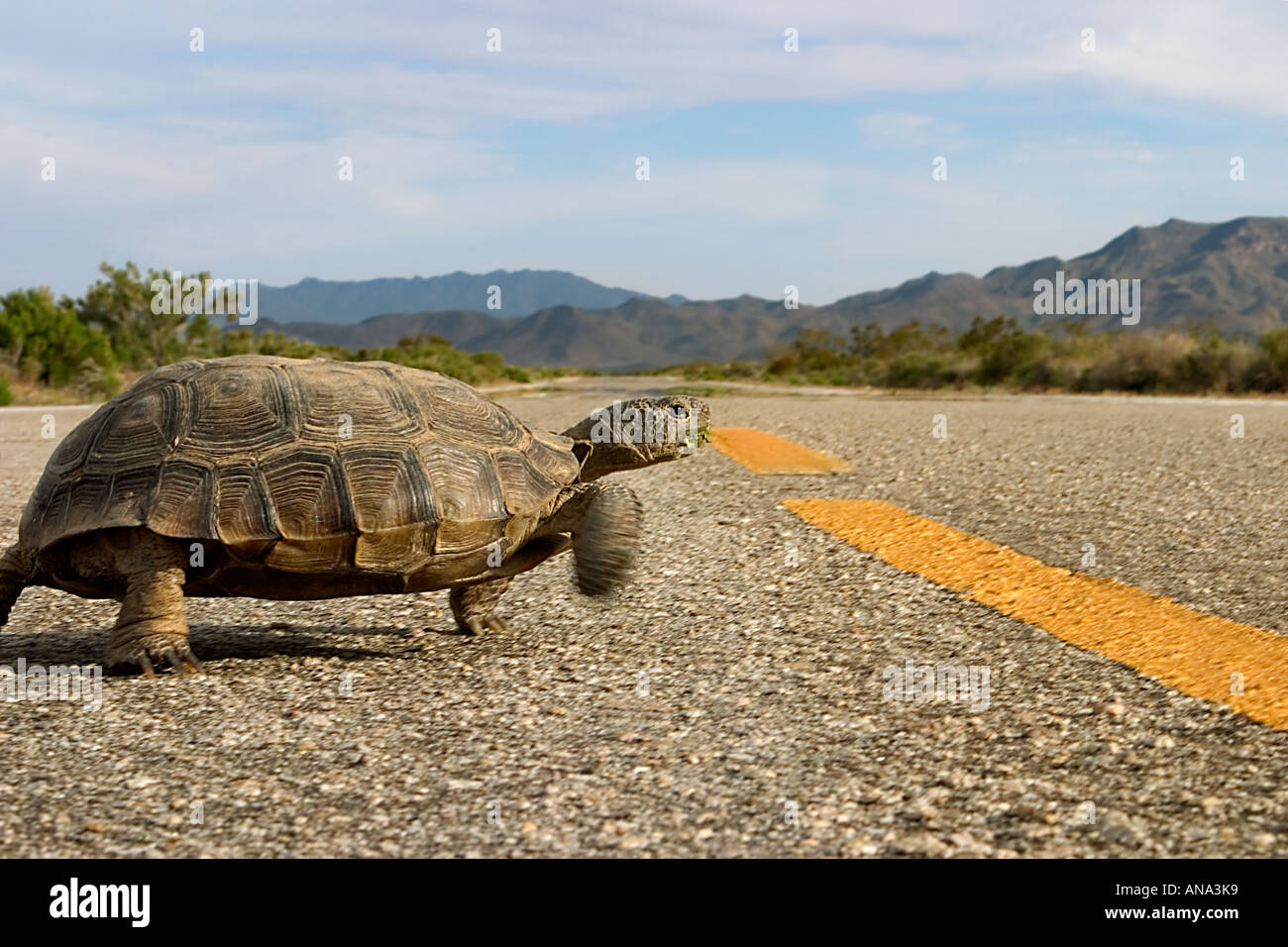 A Desert Tortoise (Gopherus agassi) crosses the road in Mojave National Preserve in southern California. Stock Photo