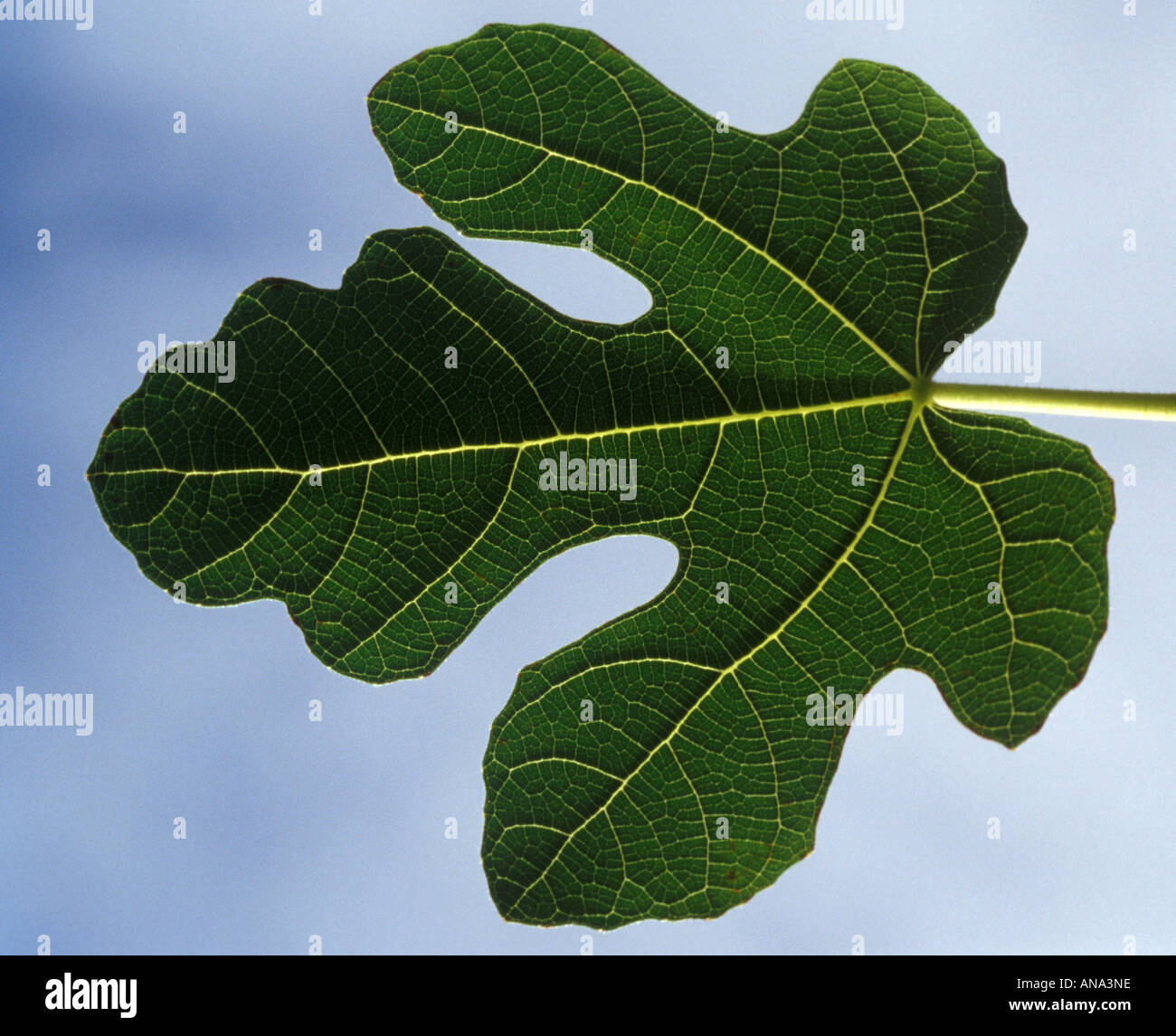 Backlit domesticated fig Ficus carica leaf Stock Photo