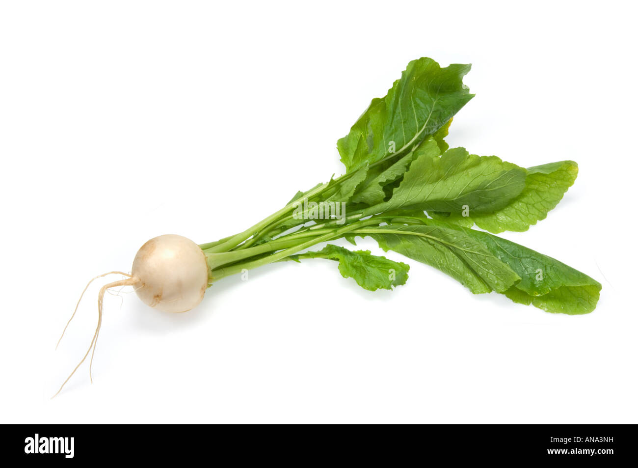 fresh white radish Radis radishes daikon Japanese radish with green