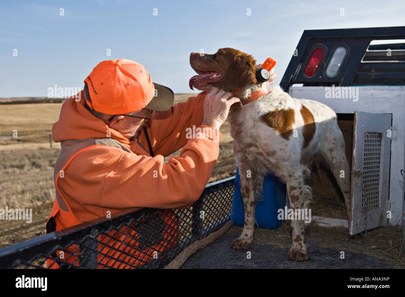 Upland Bird Hunter Adjusting Collar of Brittany Bird Dog before a