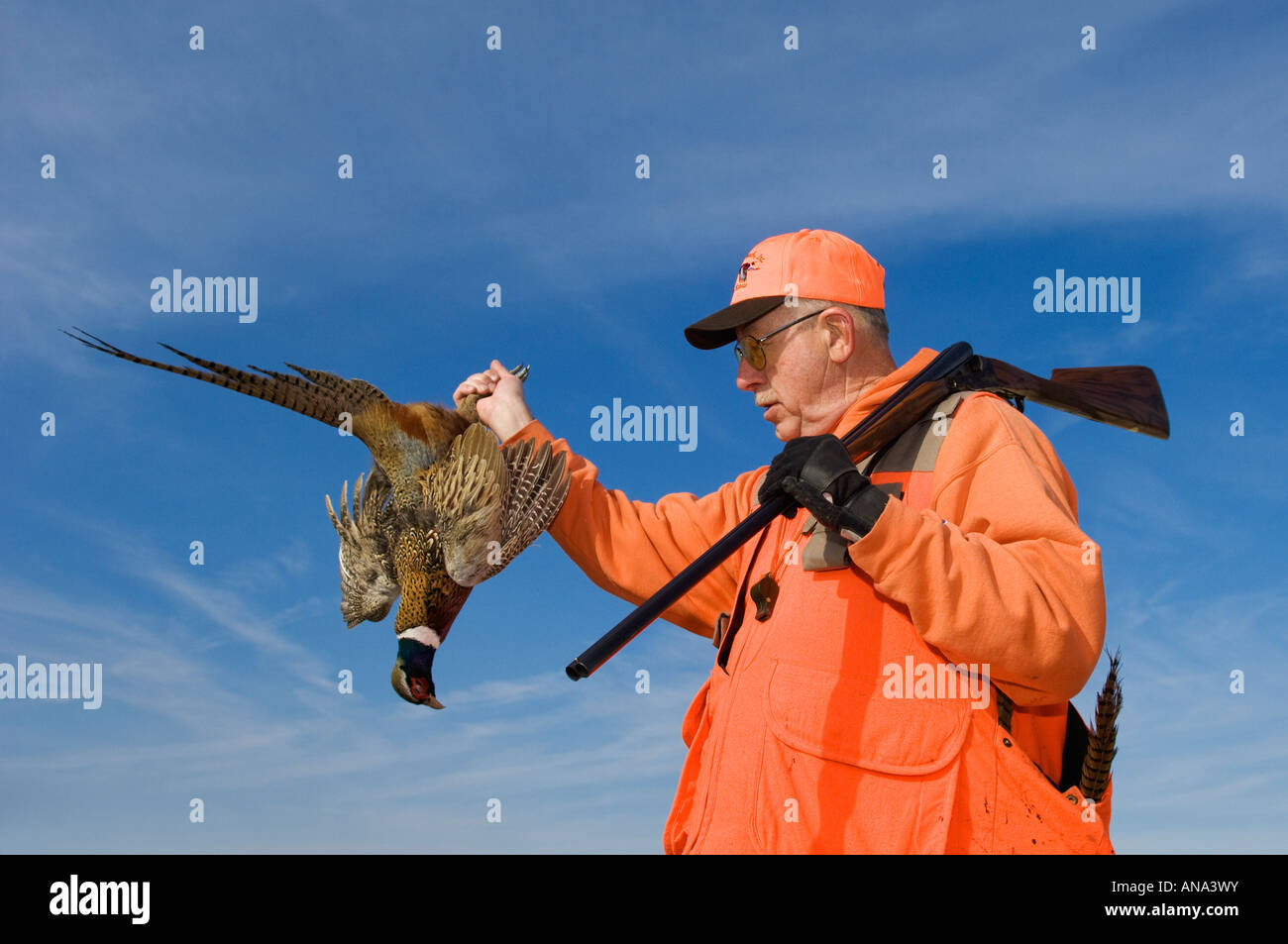 Upland Bird Hunter with Shotgun over His Shoulder Holding up and Admiring Freshly Shot Rooster Ring-necked Pheasant Stock Photo