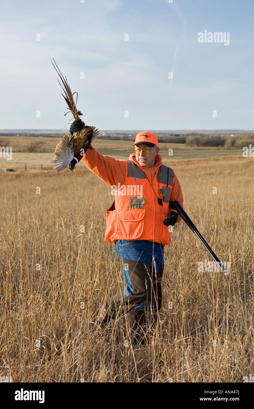 Upland Bird Hunter Holding up and Admiring Freshly Shot Rooster Ring-necked Pheasant Ringneck Ranch Stock Photo