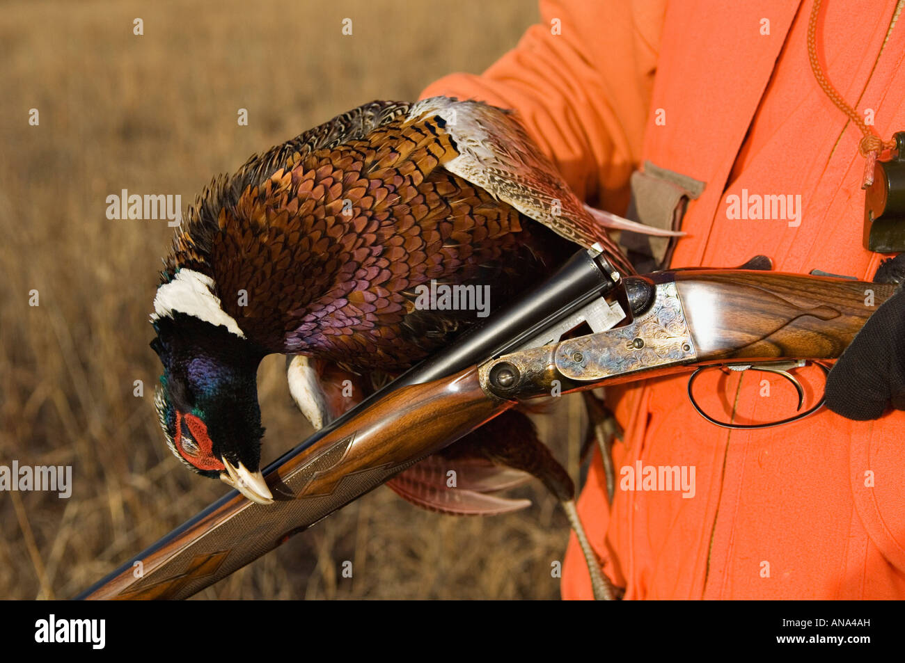 Upland Bird Hunter Holding Freshly Shot Ring-necked Pheasant and 28 Gauge Parker Reproduction Shotgun Ringneck Ranch Kansas Stock Photo