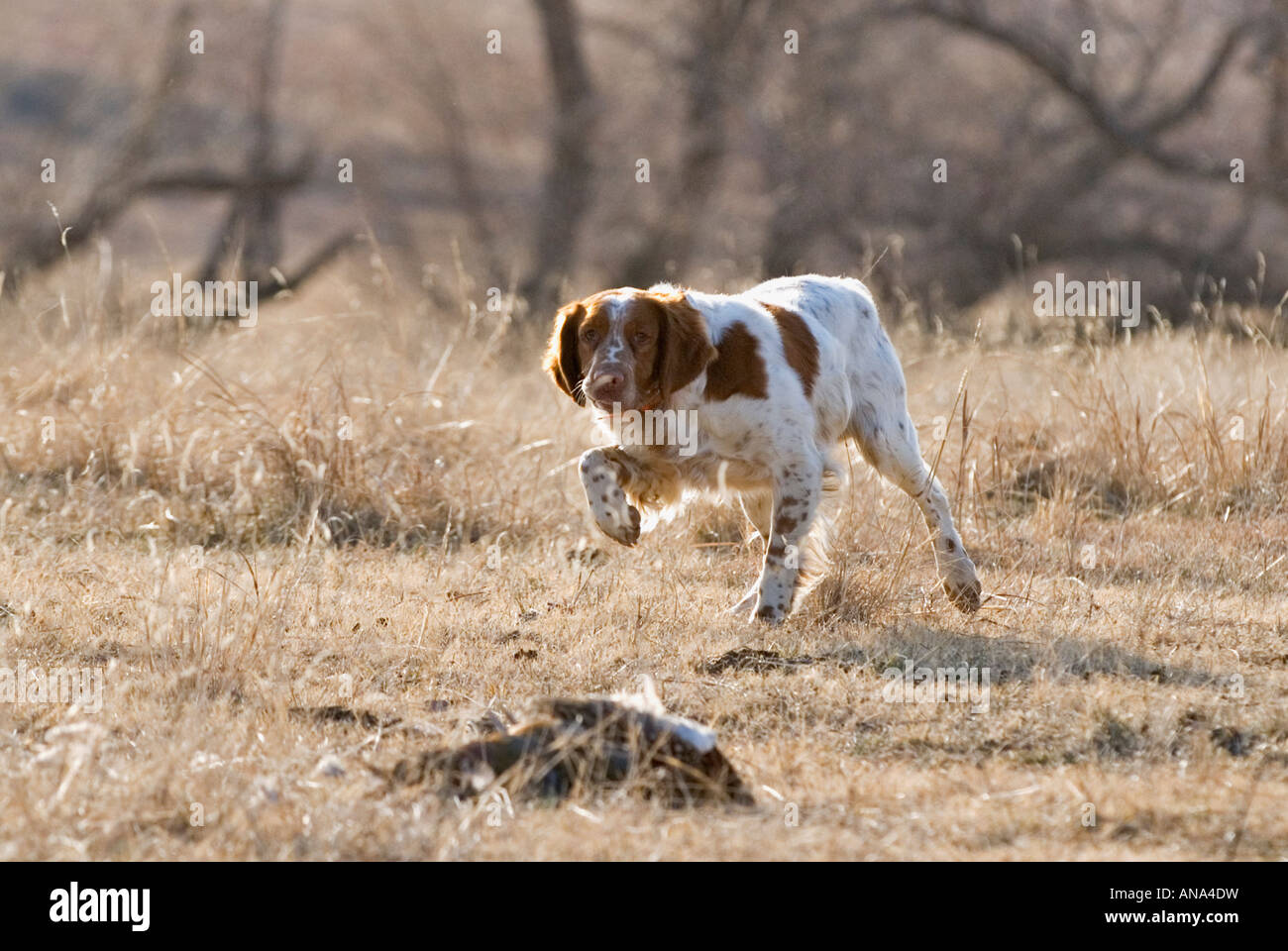 Backlit Brittany Tentatively Approaching Dead Pheasant Ringneck Ranch ...