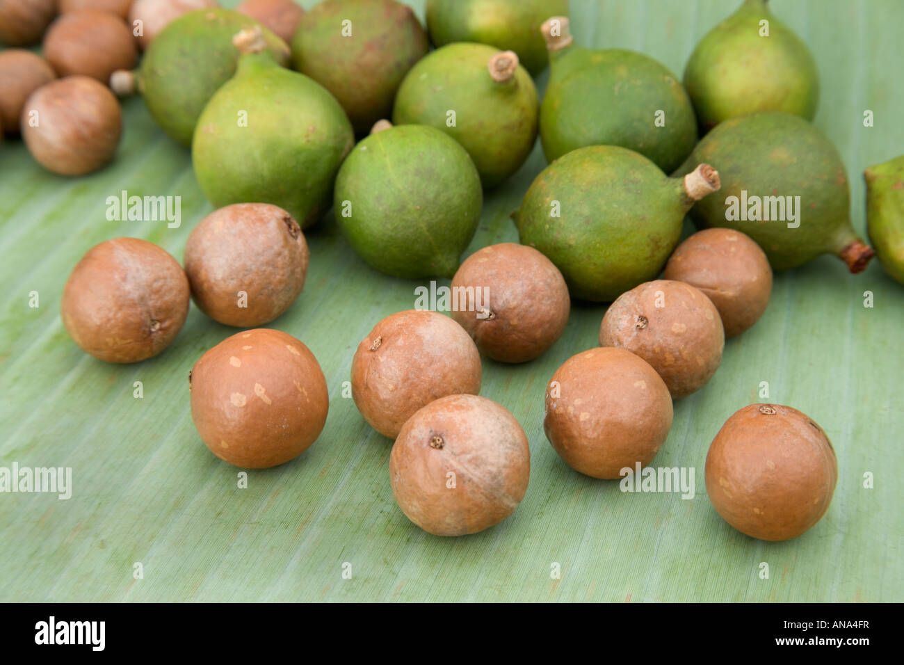 Harvested Macadamia nuts in shell husk. Stock Photo