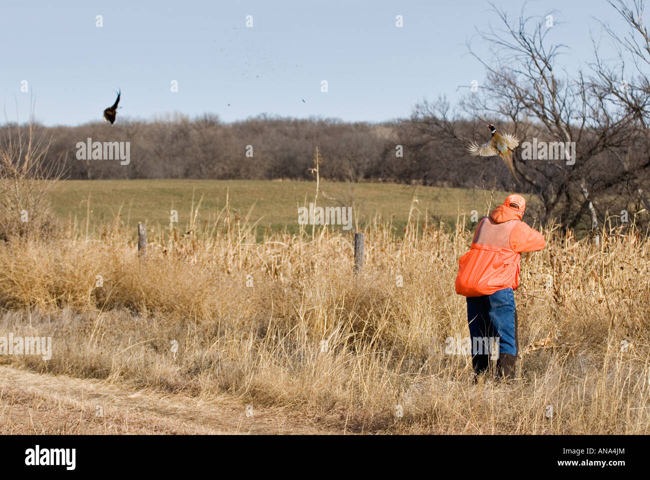 Upland Bird Hunter Shooting a Double on Ring-necked Pheasant Ringneck Ranch Kansas Stock Photo