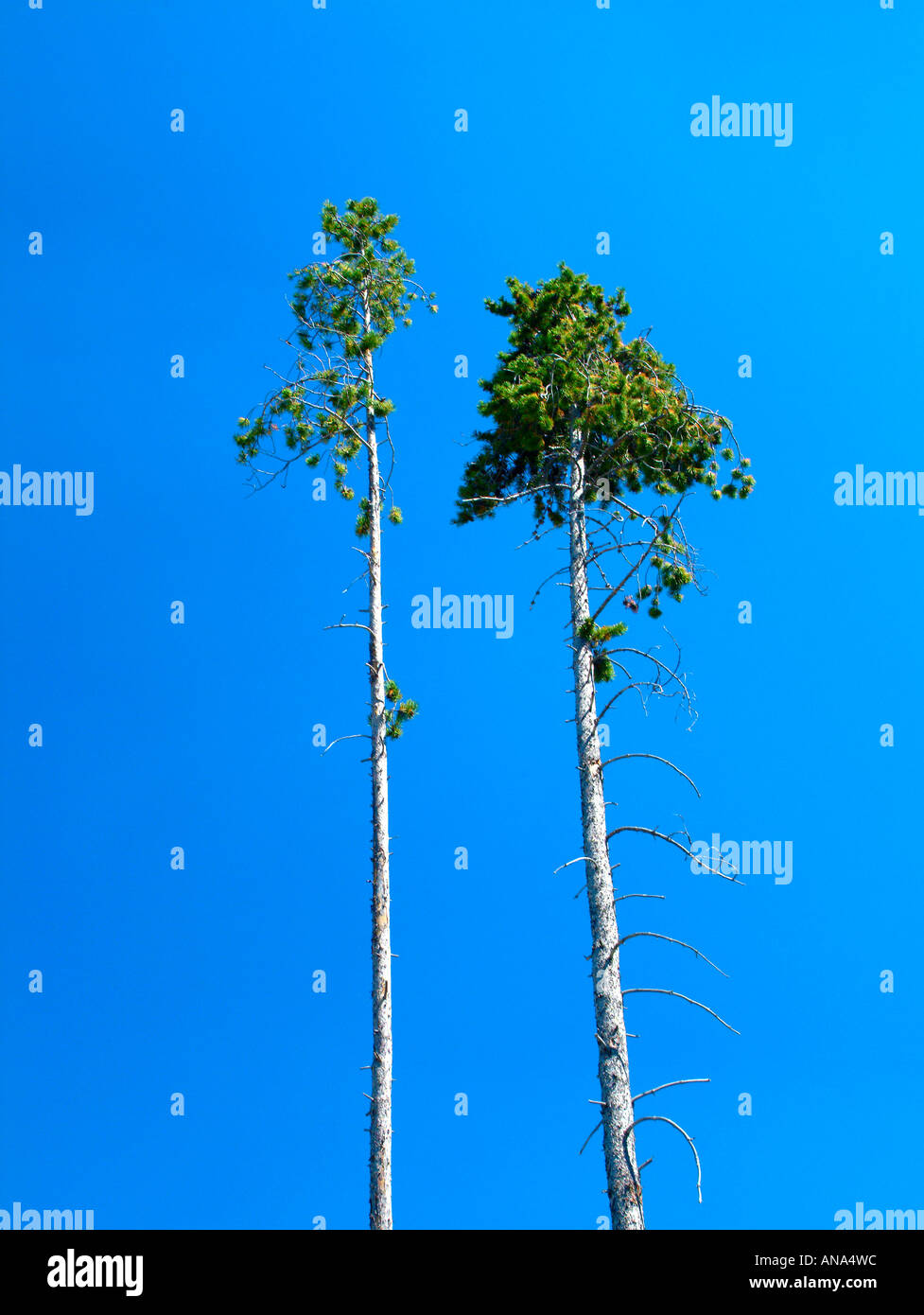 Two Dying Lodgepole Pine Trees in Silica Rich Water at Norris Geyser