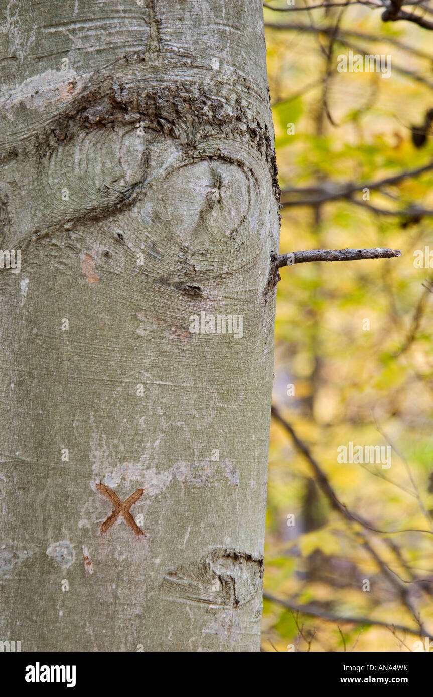 Trunk of American Beech Tree with Marking Resemble a Human Face with Tattoo Mount Saint Francis Indiana Stock Photo