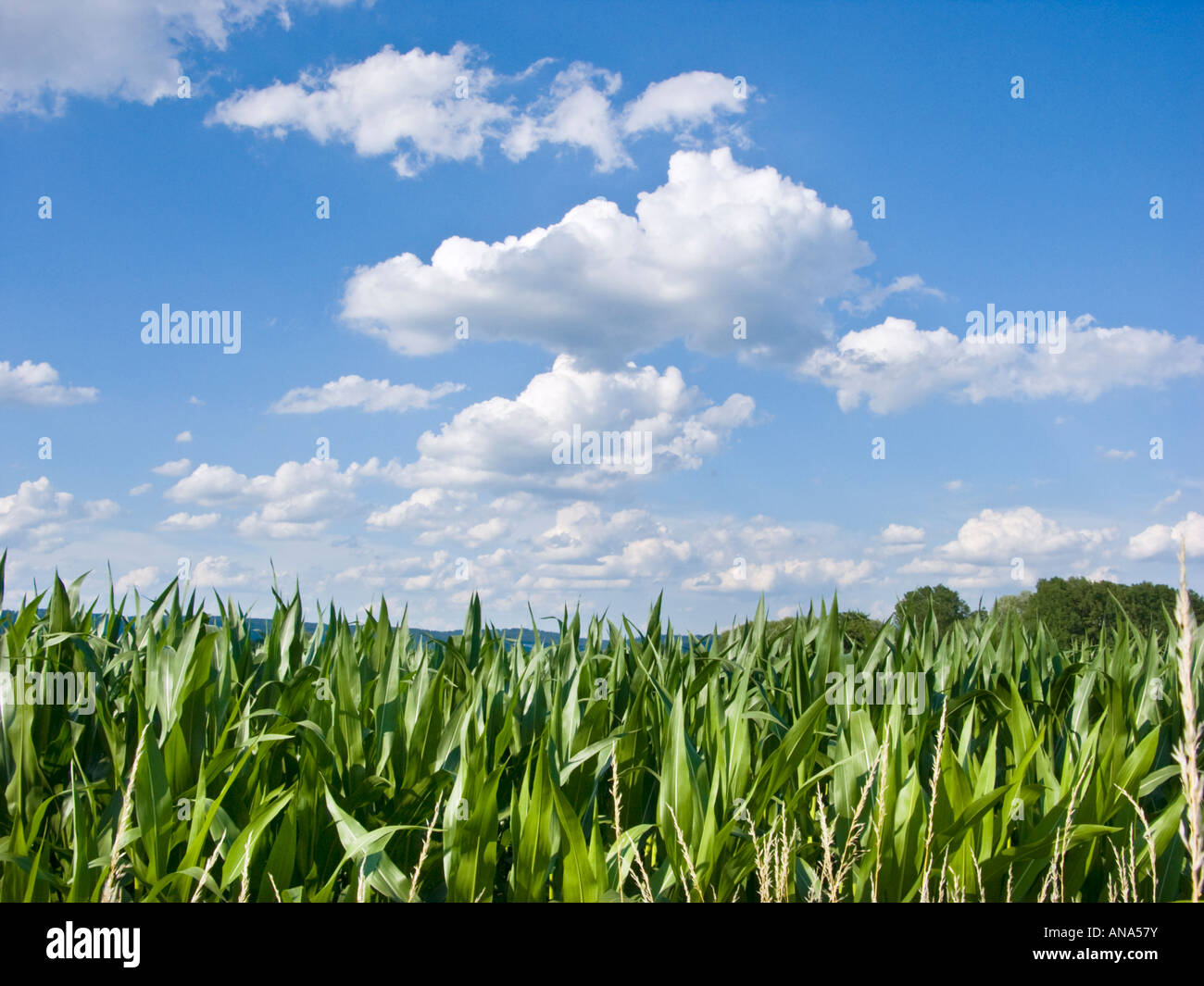 maize plants mais indian corn field cob blue sky clouds germany europe bavaria field farm farmer farming grow growing greens Stock Photo