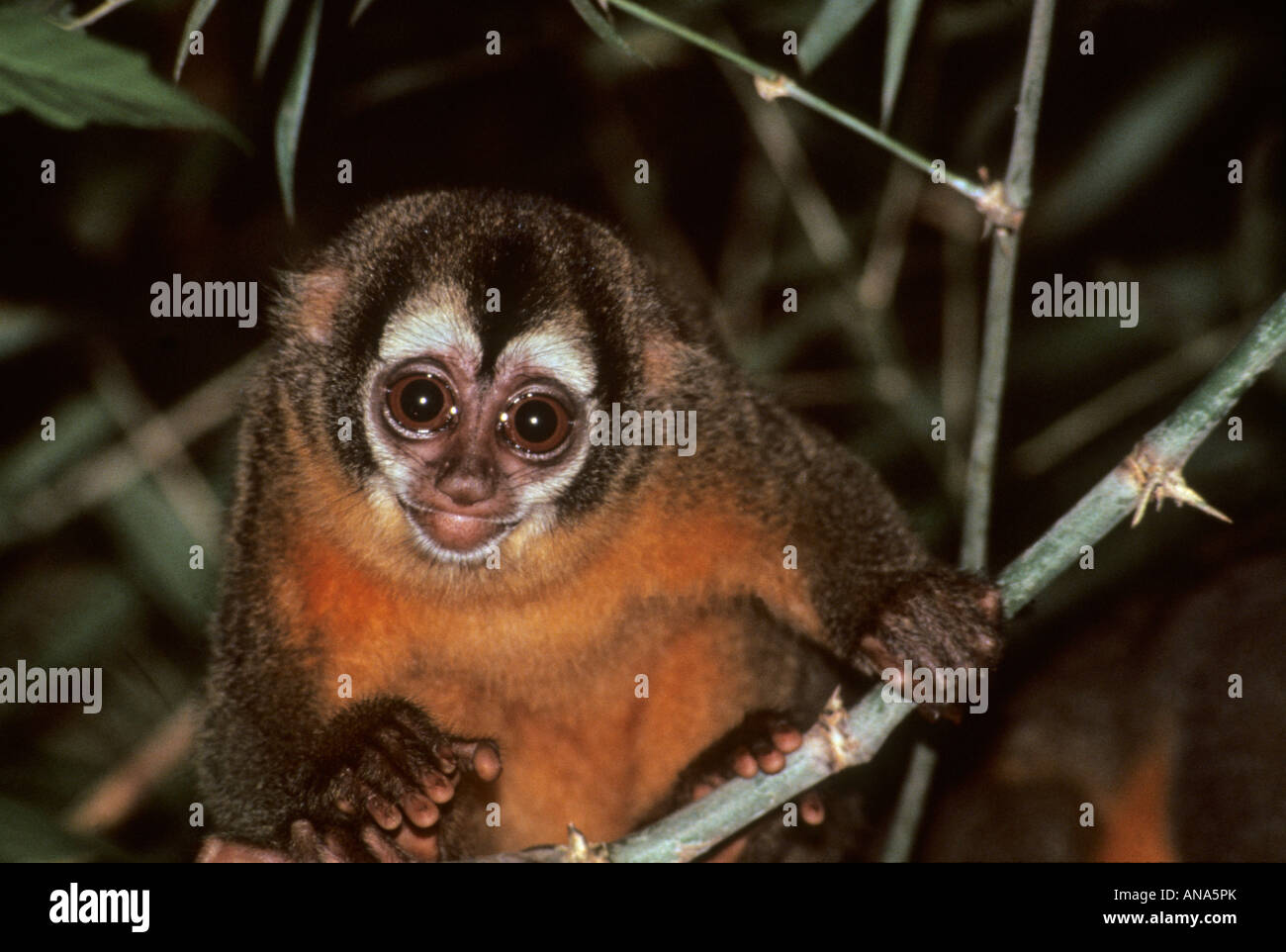 Night or owl Monkey Aotus miconax Only nocturnal new world monkey Stock Photo