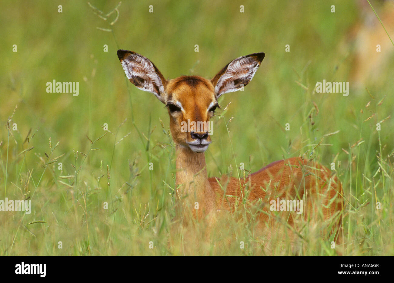 An Impala lamb (Aepyceros melampus) standing in head high grass Stock Photo