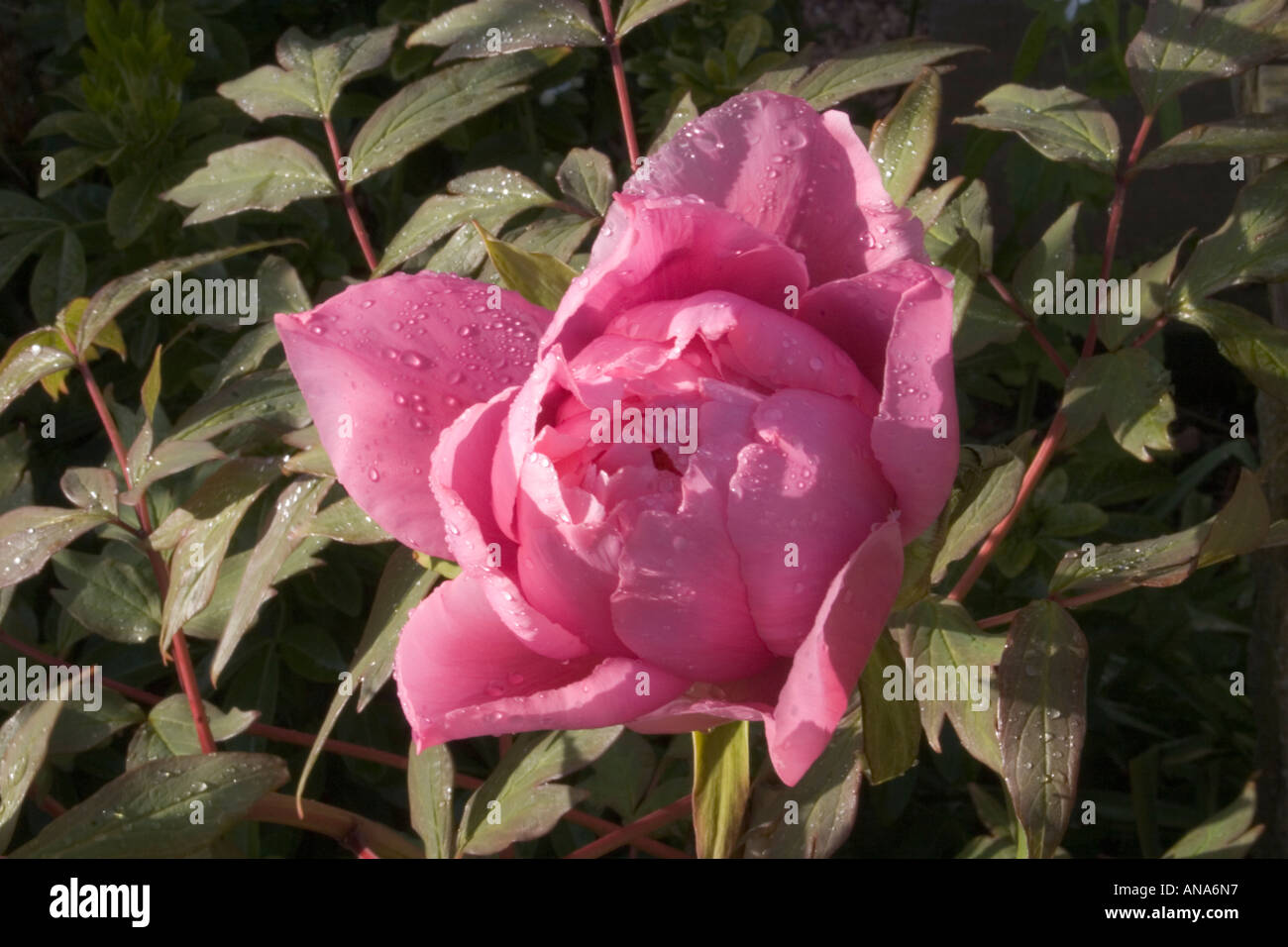 EARLY BLOOM OF RED TREE PEONY FLOWER WITH EARLY MORNING DEW ON PETALS Stock Photo