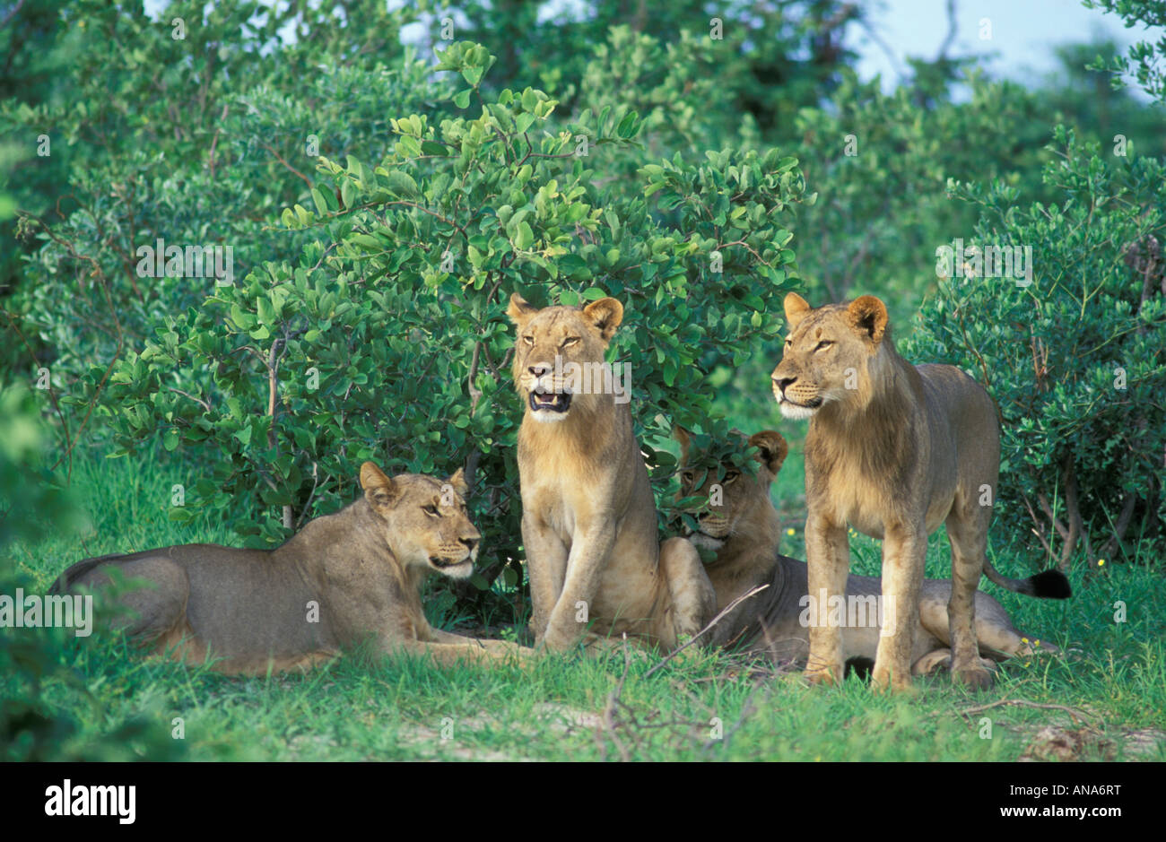 Pride of lions (Panthera leo) in green bushveld Stock Photo - Alamy