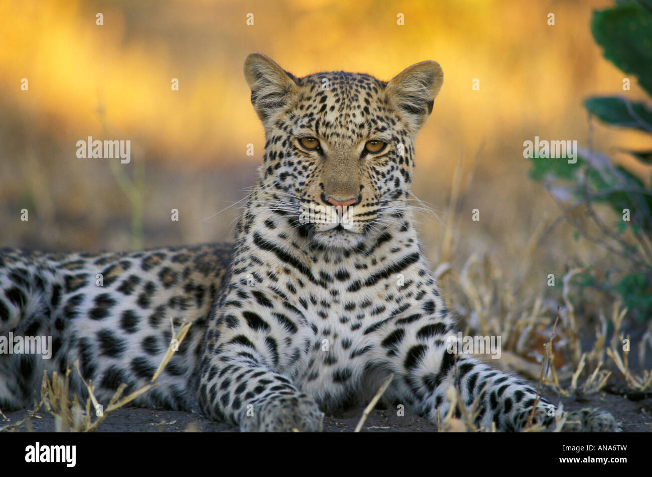 Leopard resting looking directly at the camera with golden light in the background Stock Photo