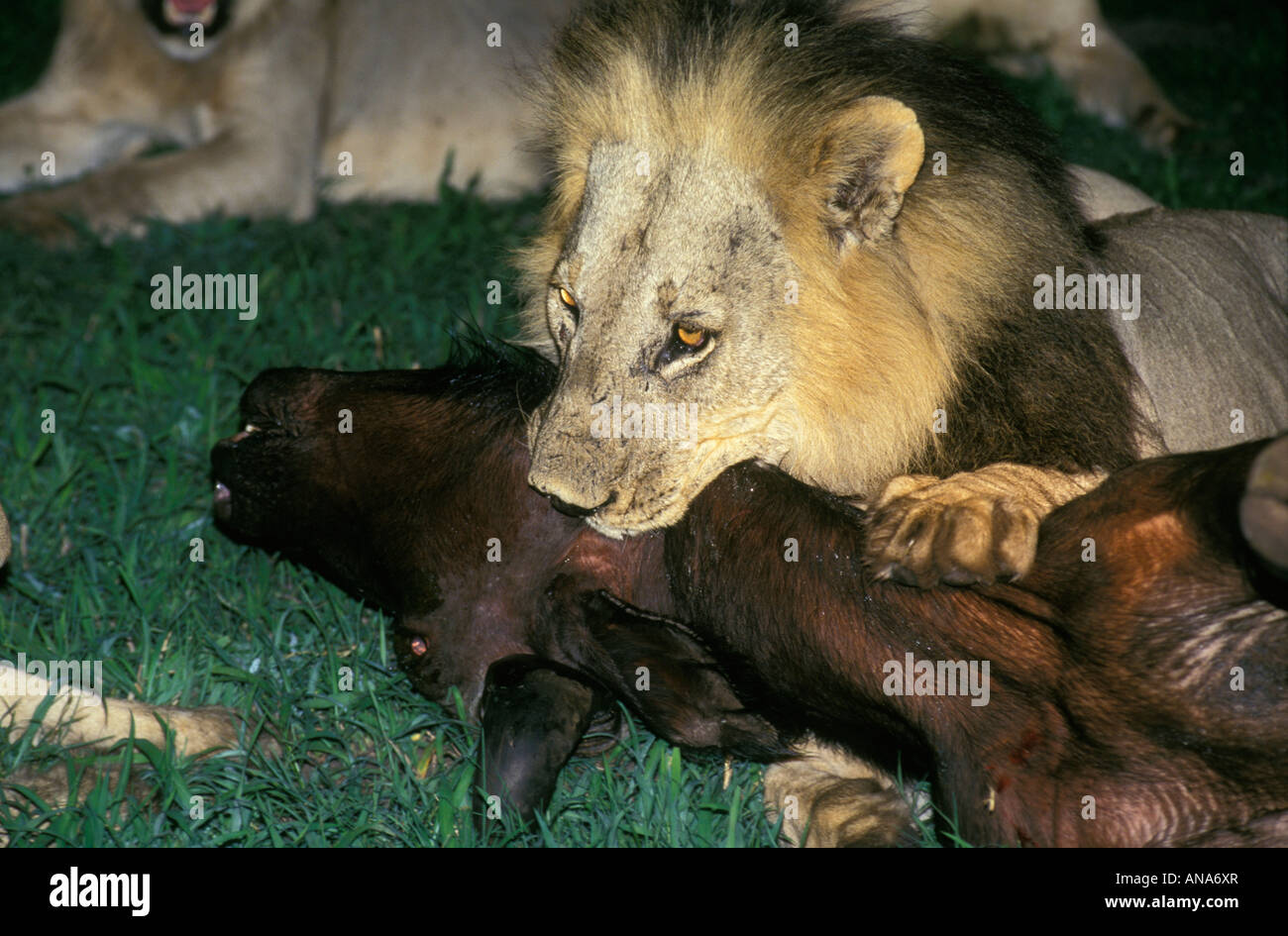 Male lion (Panthera leo) in a strangulation hold on the wind pipe of a buffalo (Syncerus caffer) during a night time hunt Stock Photo