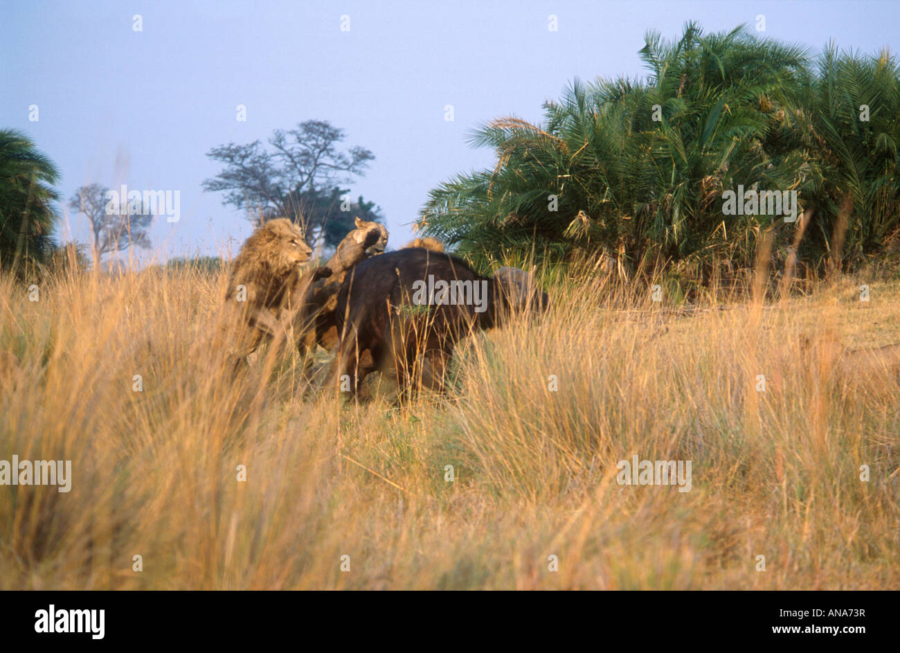 Lions attacking a buffalo Stock Photo