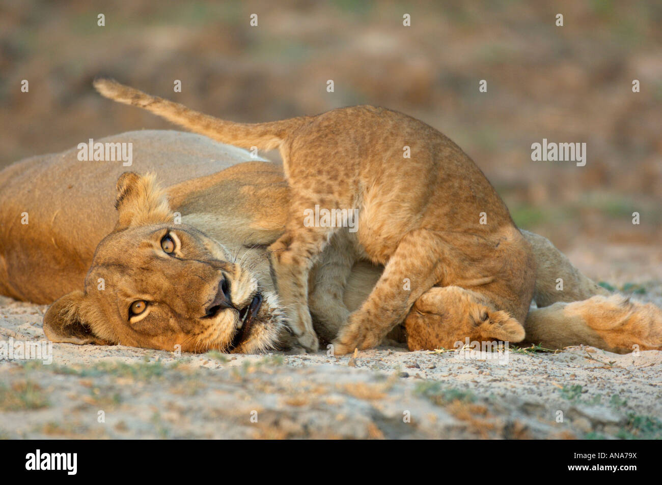 Lioness and her cub playing with the cub falling head over heels Stock Photo