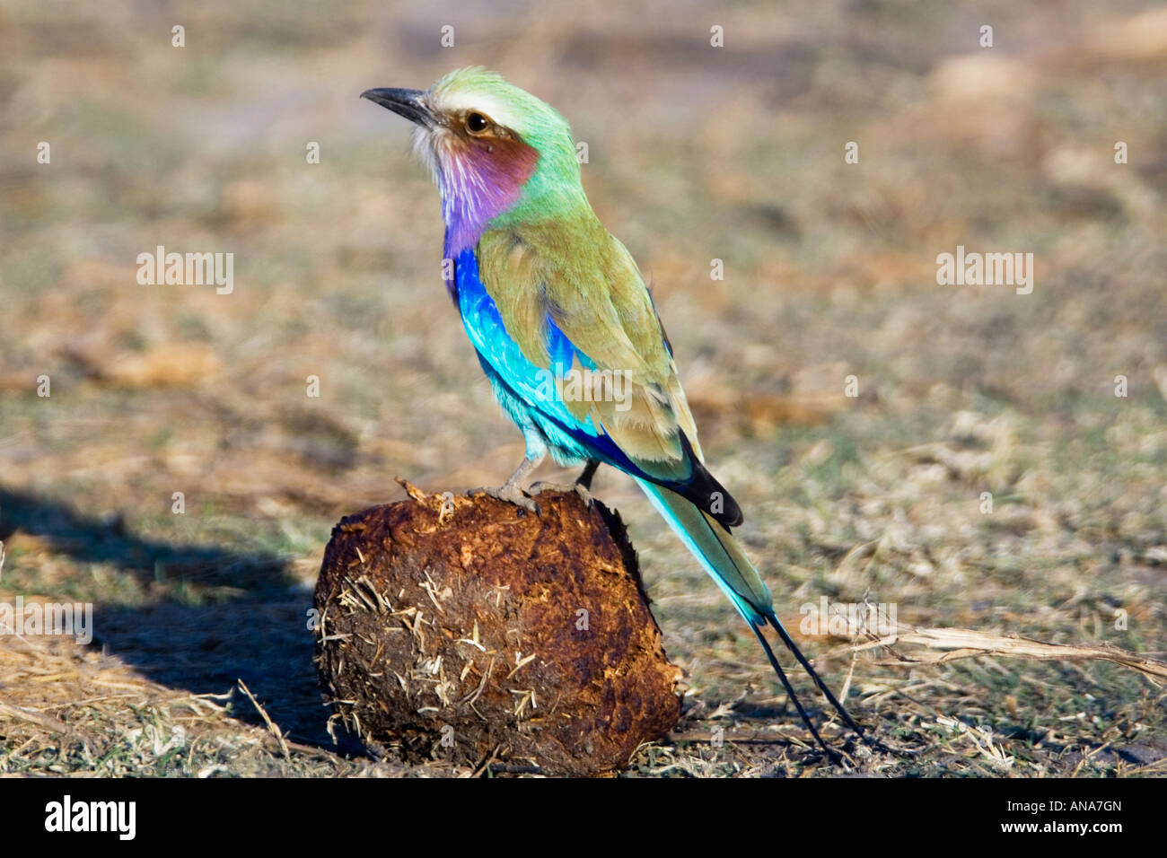 Lilac-breasted Roller perched on a ball of elephant dung Stock Photo