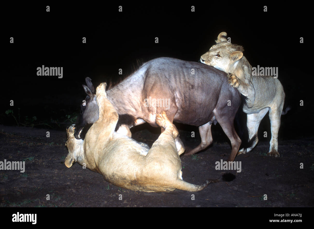 Two lionesses pull down a wildebeest in a night time kill Stock Photo