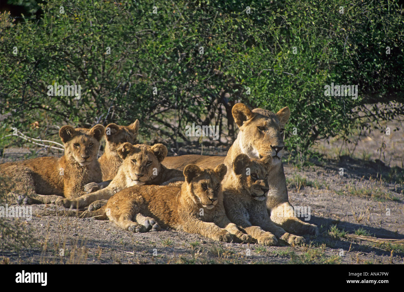 Lioness and cubs (Panthera leo Stock Photo - Alamy