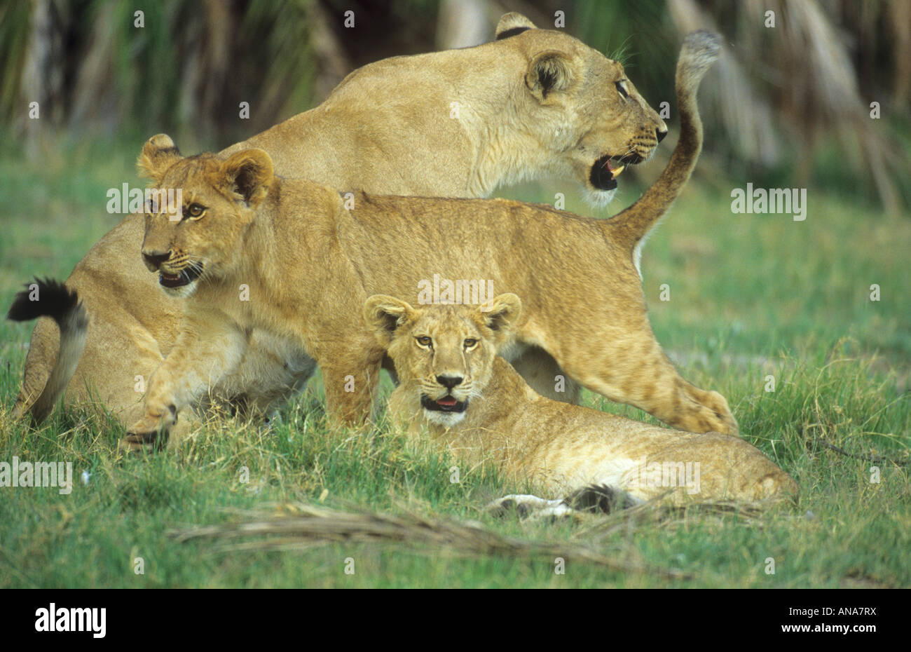 Lioness with cubs (Panthera leo Stock Photo - Alamy