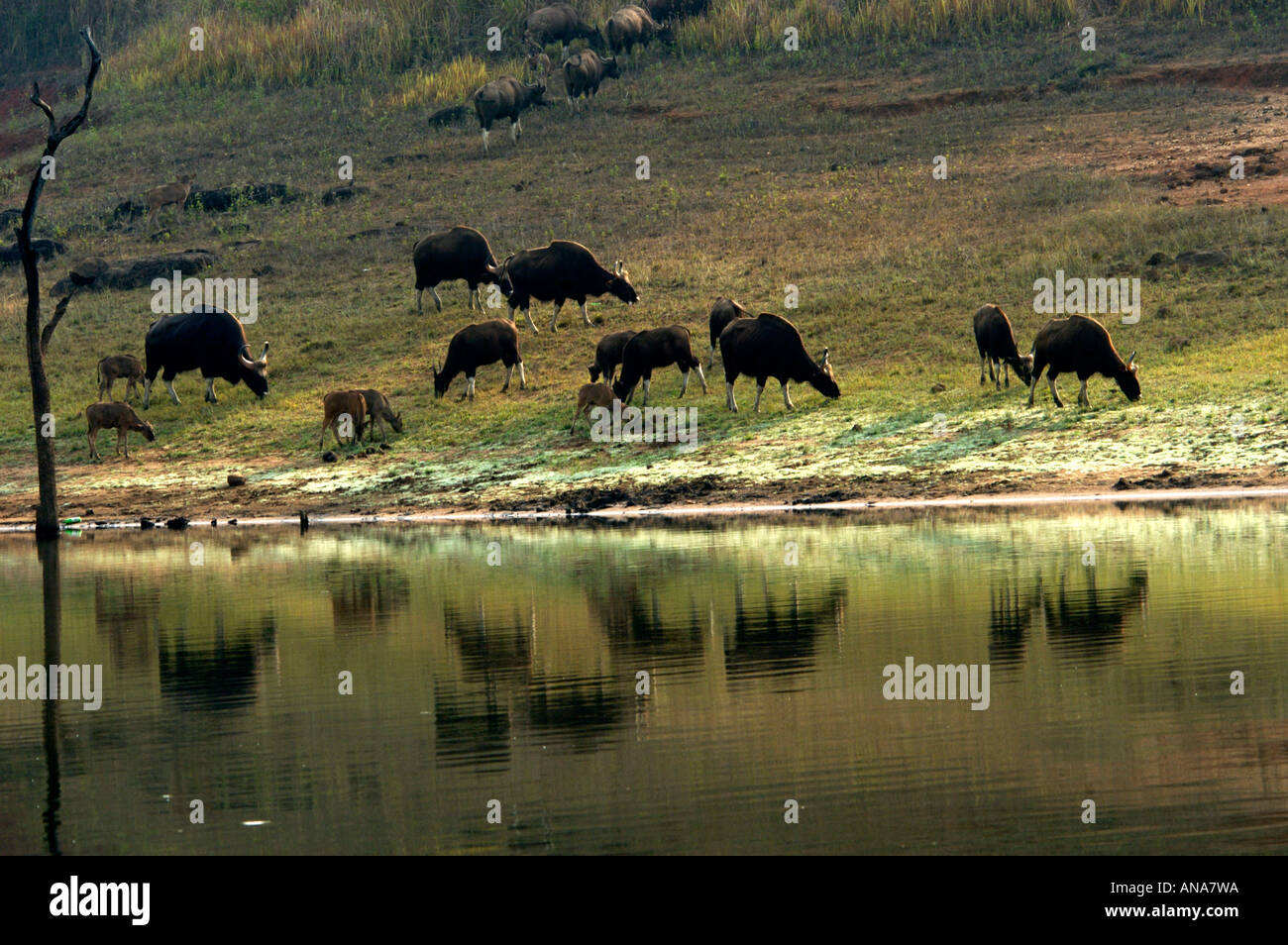 WILD GAURS OF PERIYAR TIGER RESERVE, THEKKADY Stock Photo - Alamy