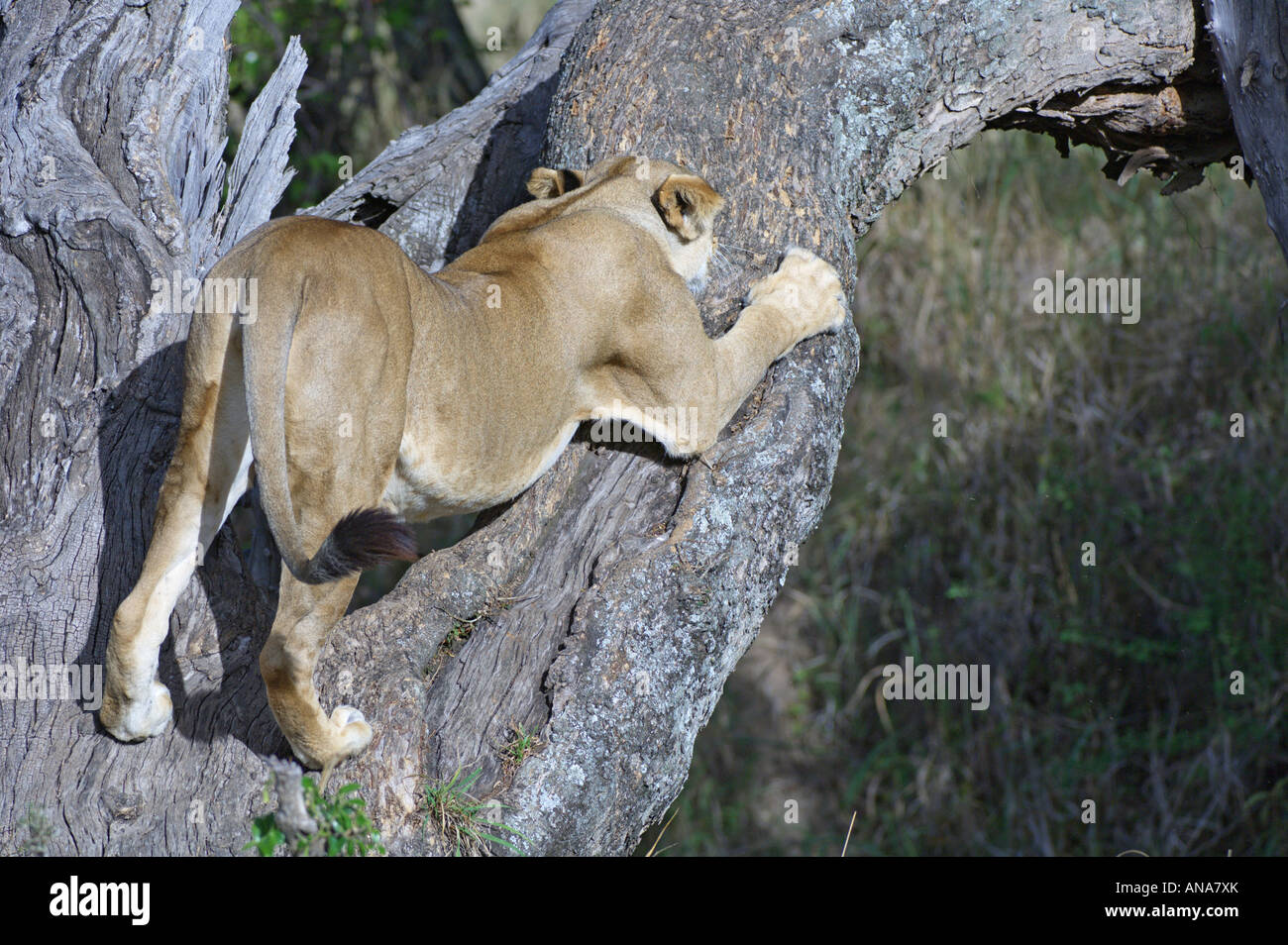 Lion climbing a tree (Panthera leo) sharpening its claws Stock Photo