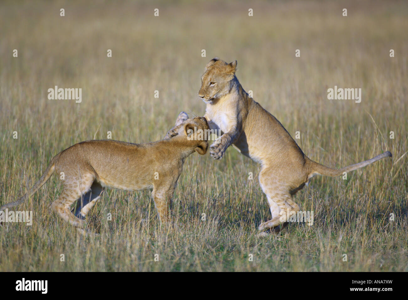 Two lion cubs playing Stock Photo