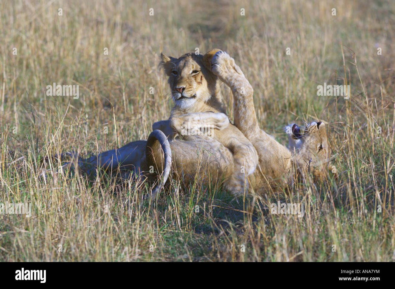 Two lion playing (Panthera leo) Stock Photo