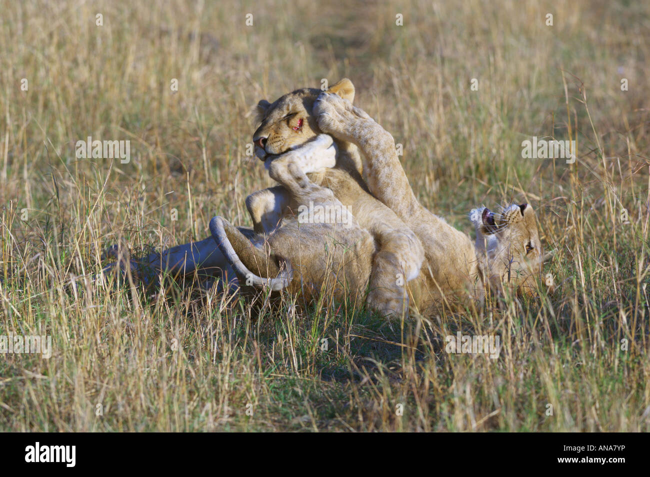 Two lion playing (Panthera leo) Stock Photo