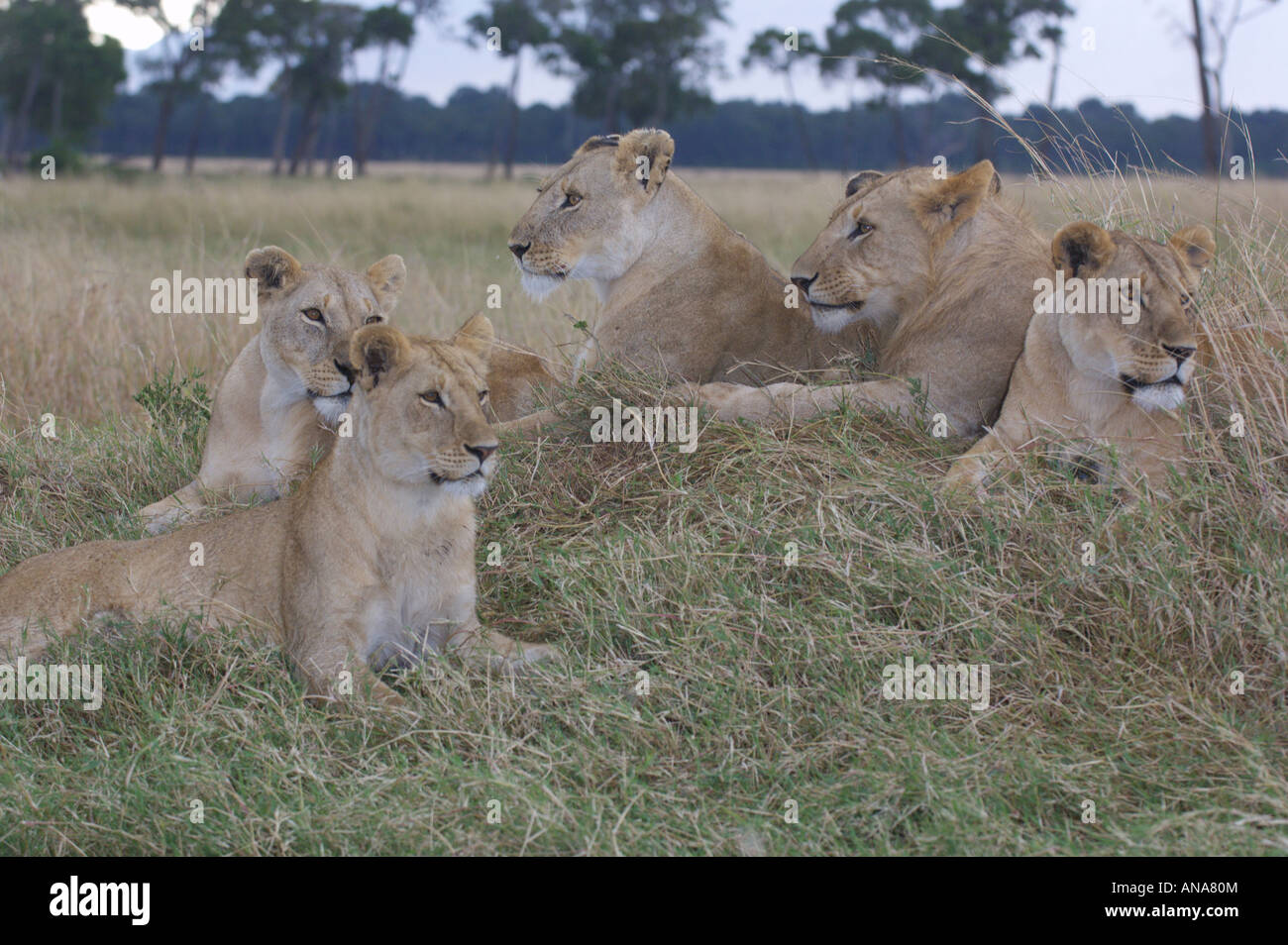 Pride of lions (Panthera leo) resting on a mound at dusk Stock Photo ...