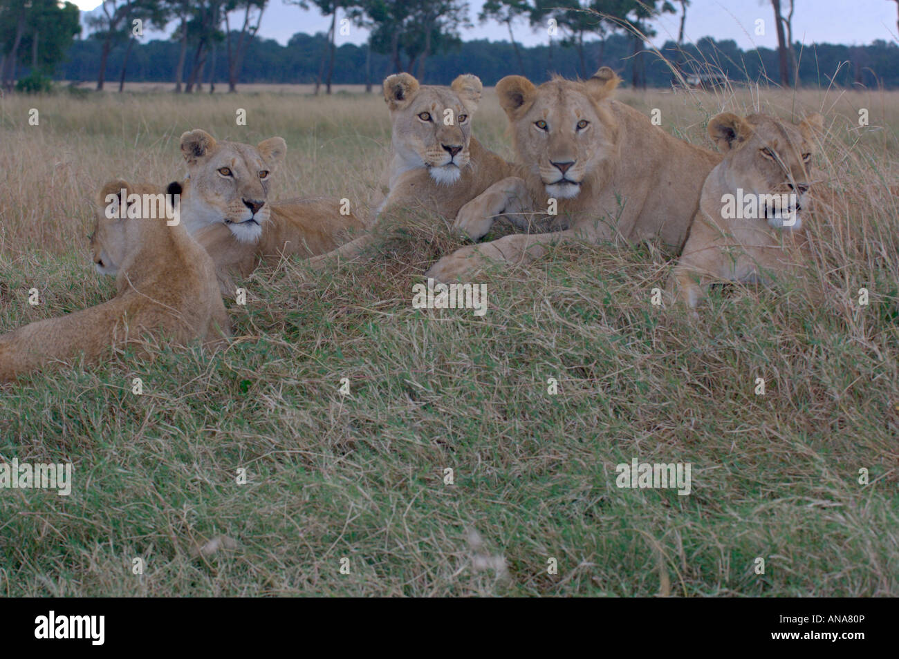 Pride of lions (Panthera leo) resting on a mound at dusk Stock Photo ...