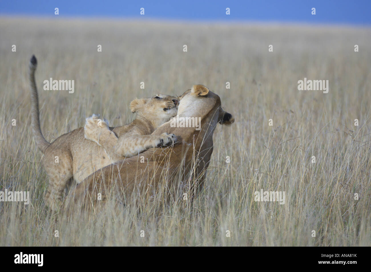 Two lions playing (Panthera leo) in an open grassland Stock Photo
