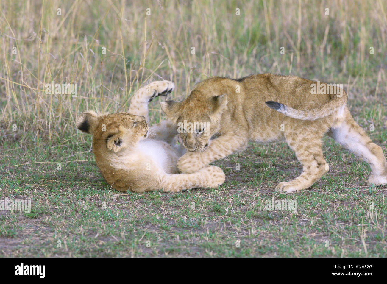 Two lion cubs (Panthera leo) playing Stock Photo