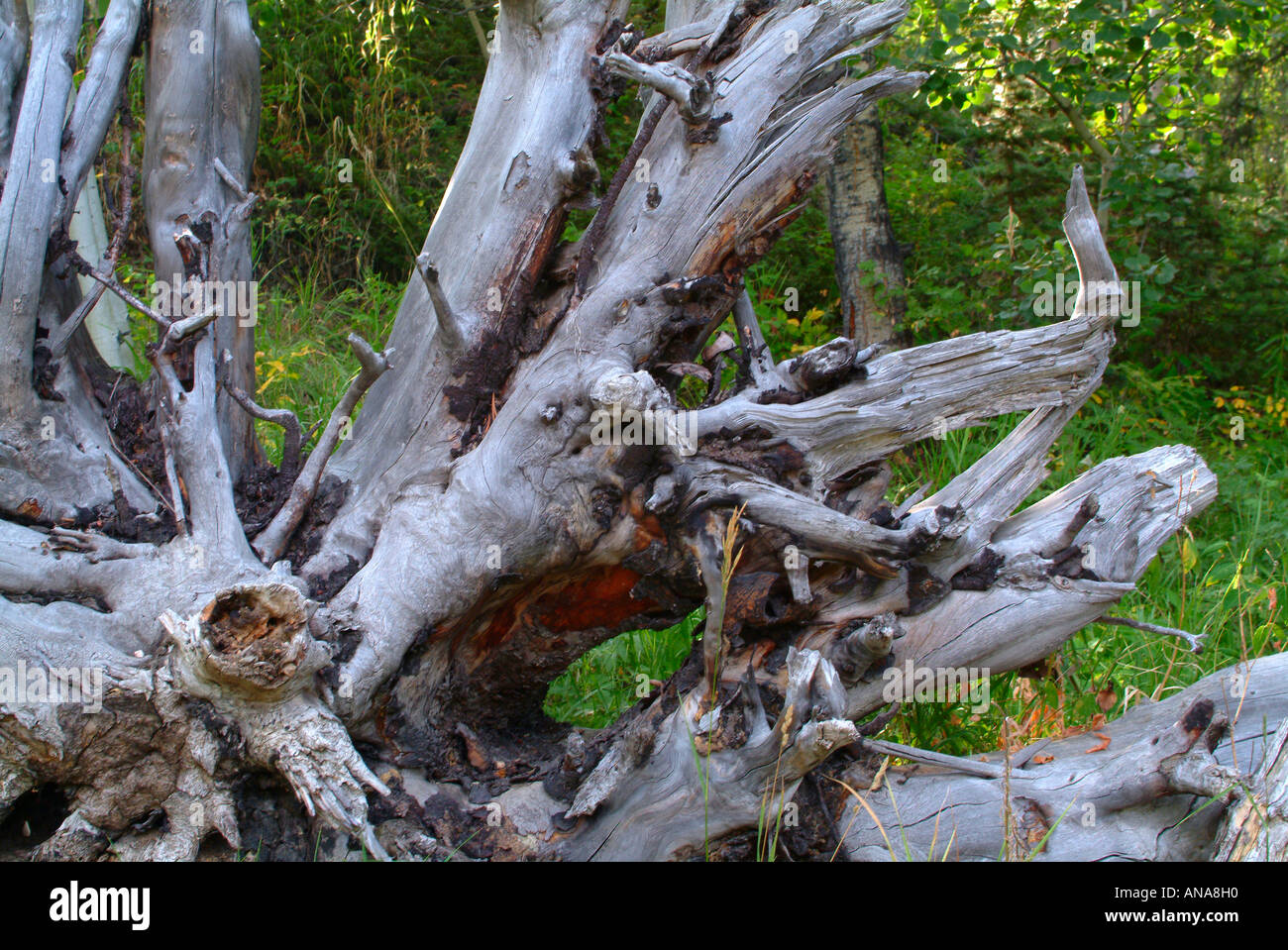 Exposed tree roots river bank hi-res stock photography and images - Alamy