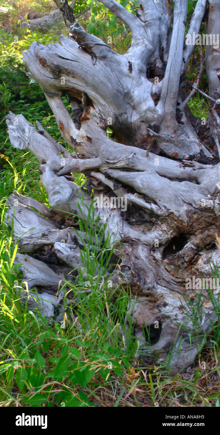 Exposed tree roots river bank hi-res stock photography and images - Alamy