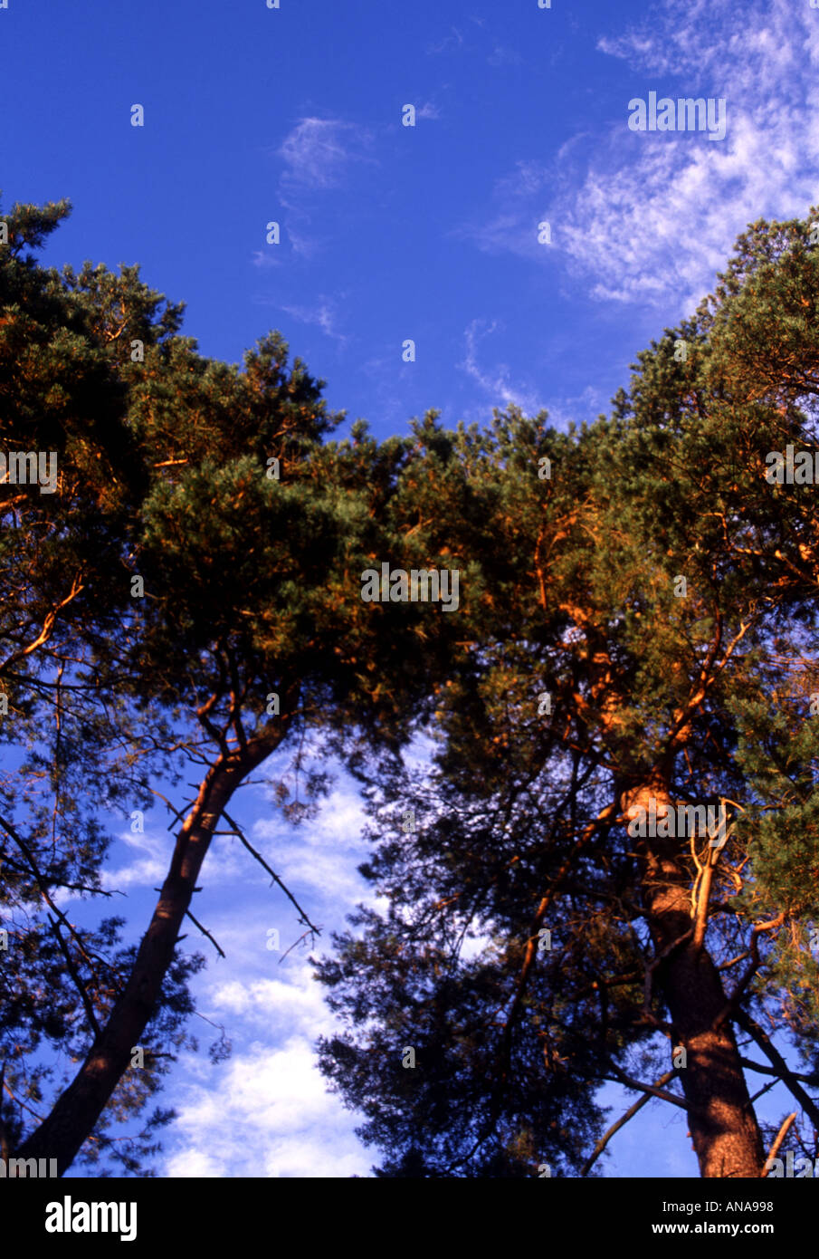 Tall trees against blue sky and white clouds Stock Photo - Alamy