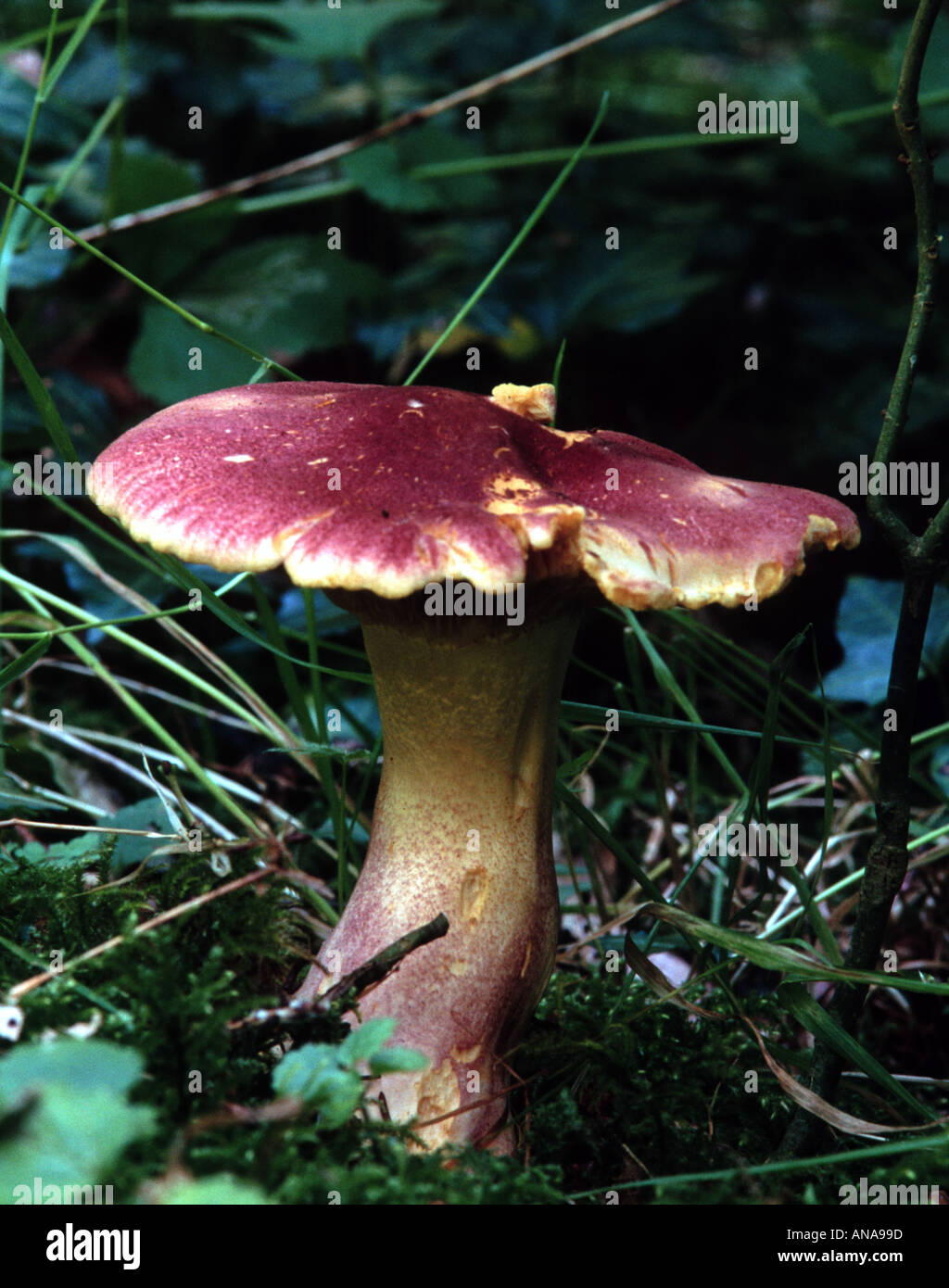 Plums and Custard Fungus in dark green foliage Stock Photo Alamy