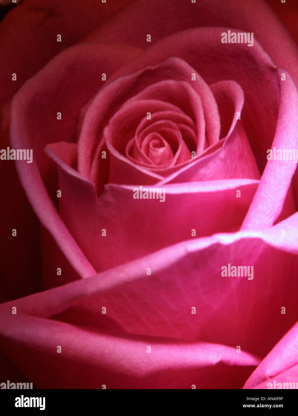 Single pink red rose close up Stock Photo