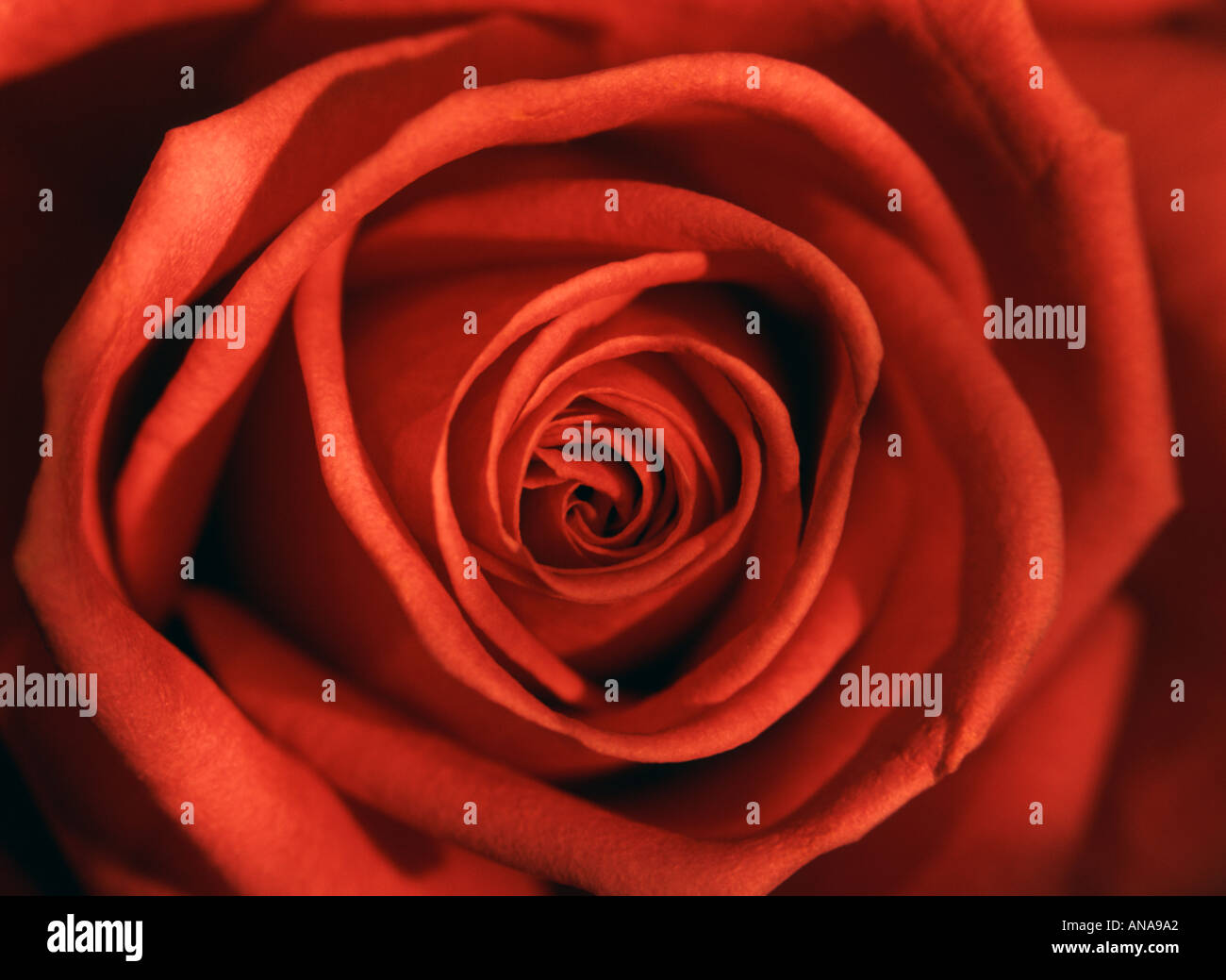 Single red rose close up Stock Photo