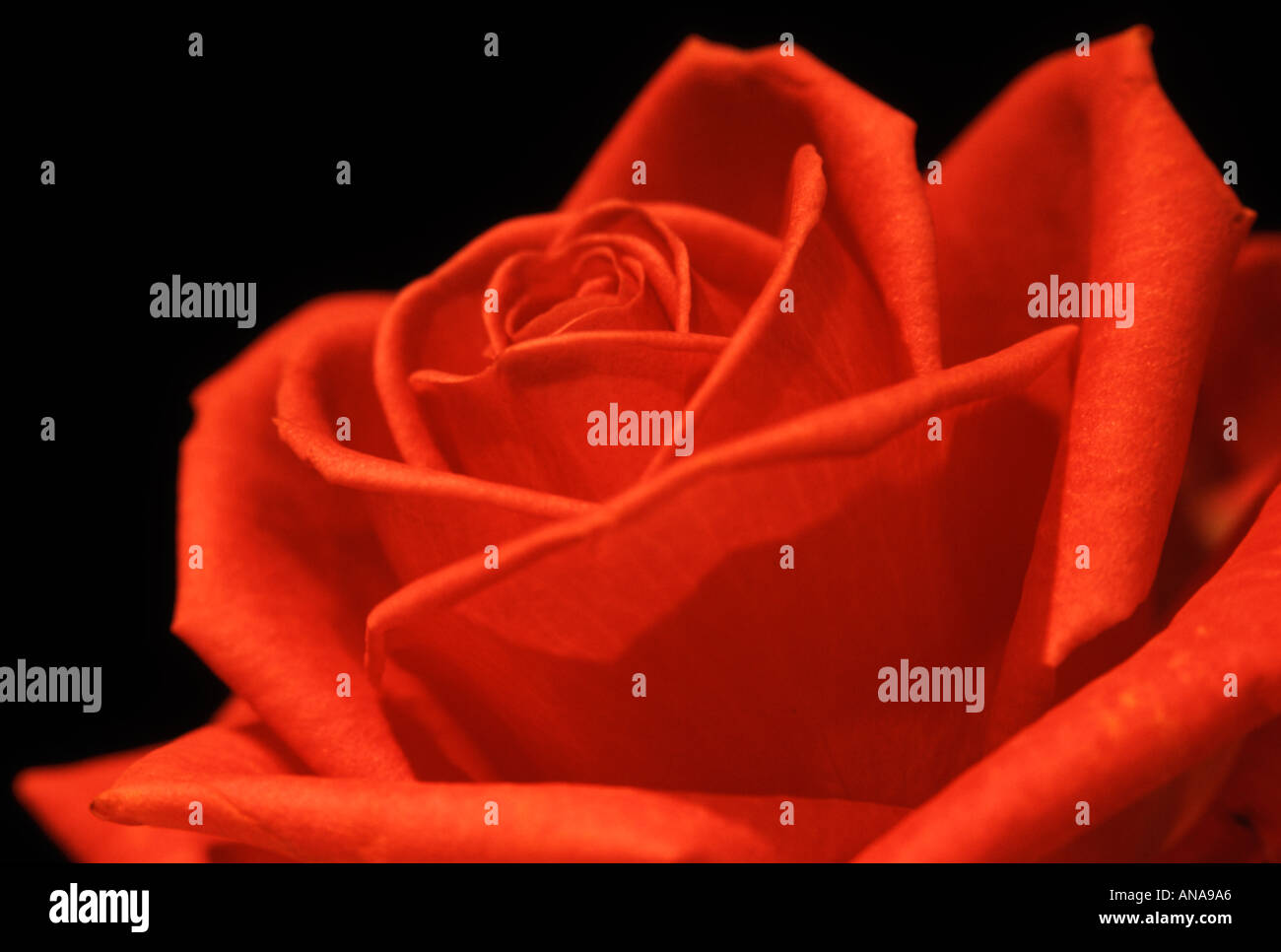 Single red rose close up against plain black background Stock Photo