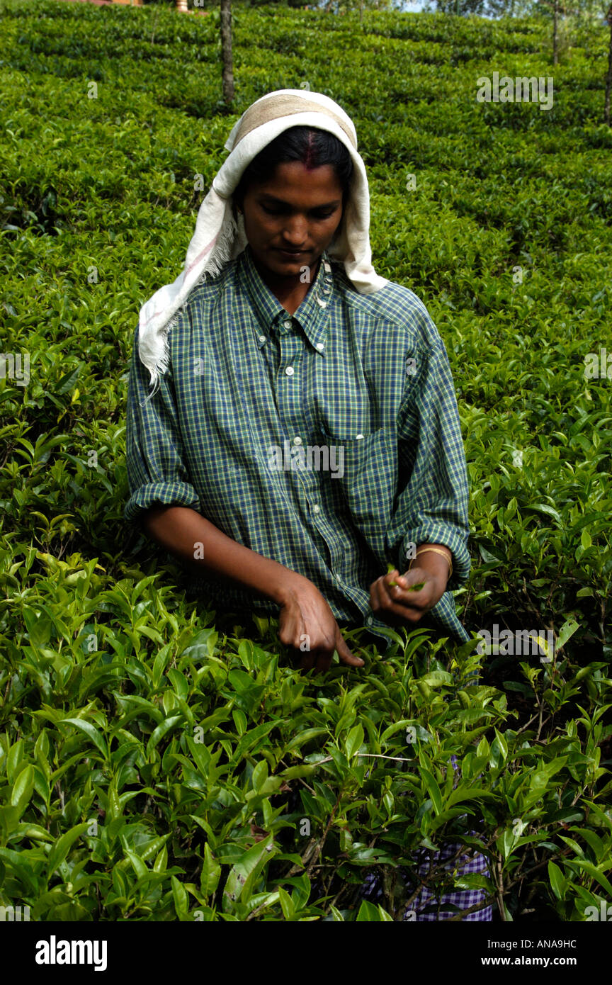 Tea Plantation Vagamon High Resolution Stock Photography and Images - Alamy