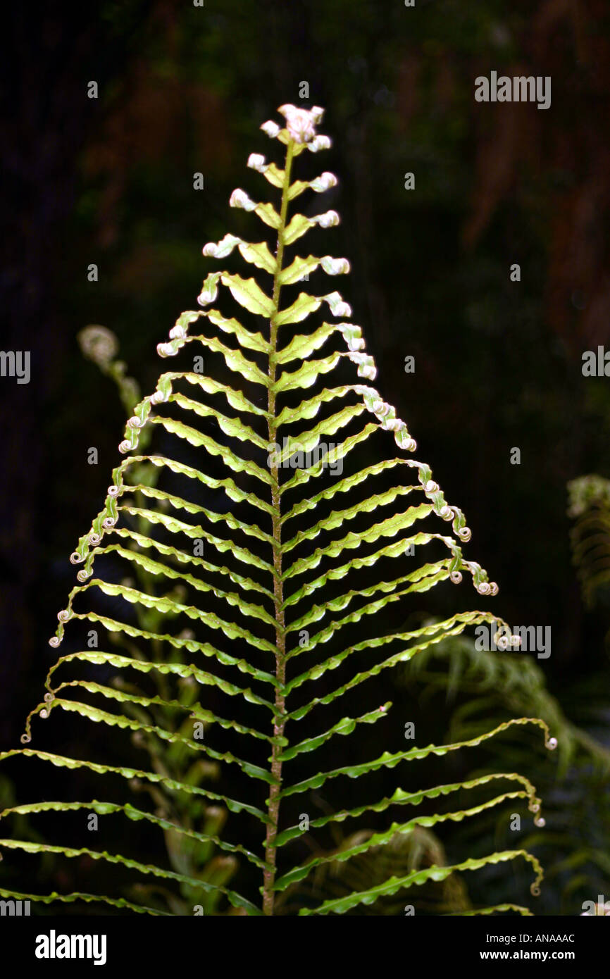 king fern New Zealand Stock Photo