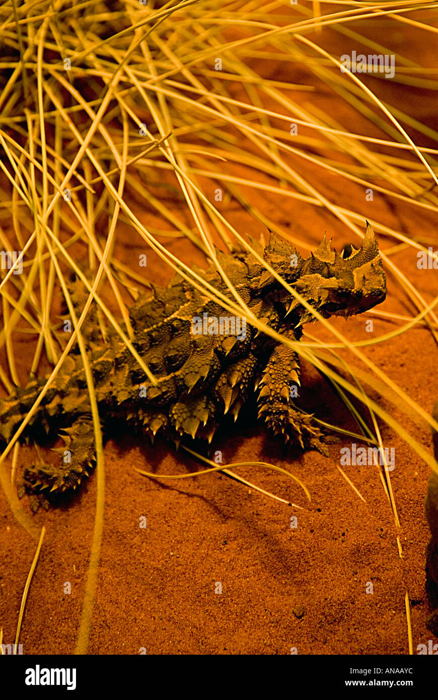 Australian Thorny Devil Moloch horridus lizard Stock Photo