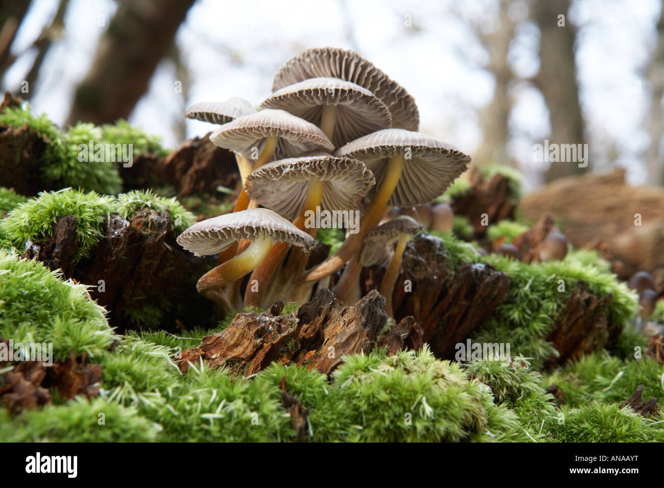Autumn fungi growing in woods near Thomas Hardys cottage, Dorchester, England, UK Stock Photo