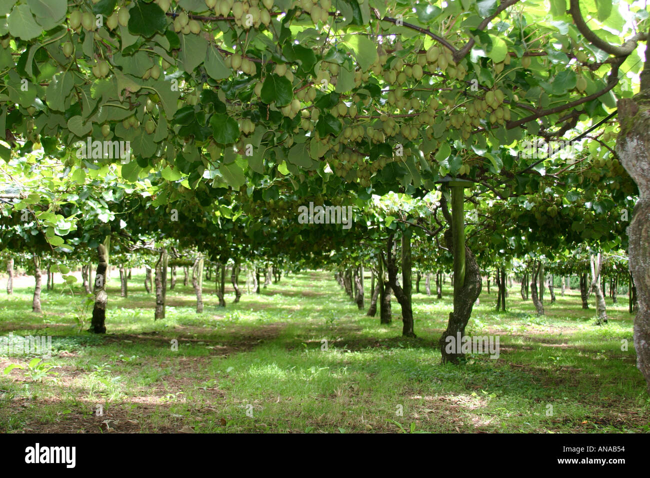 Kiwi fruit orchard Kerikeri North Island New Zealand Stock Photo
